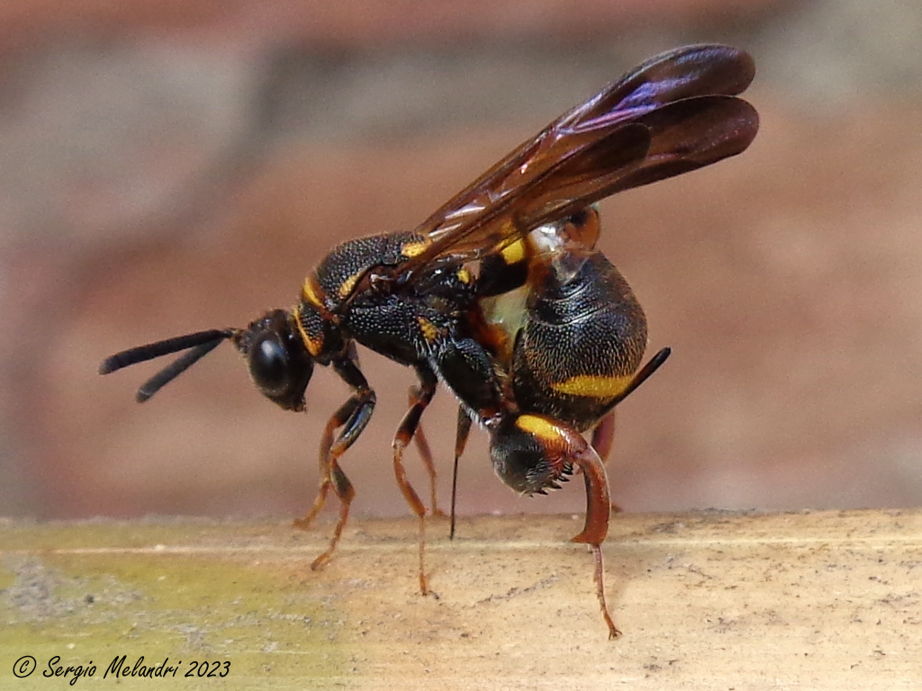 Leucospidae: femmina di Leucospis sinensis
